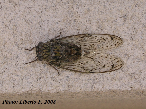 Cicada orni